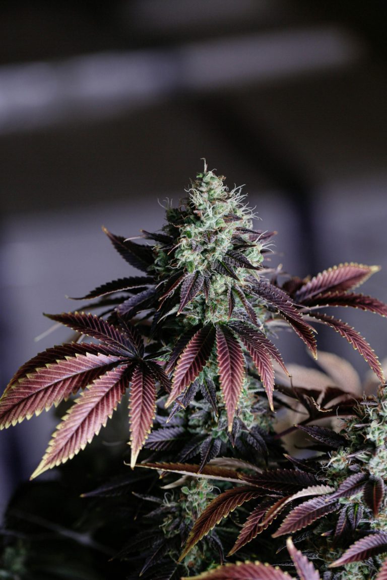 Five Years Into New York Cannabis Legalization