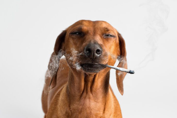 Kary-Radestock-Celebrates-Hippo-Premium-Packagings-Birthday-in-Canna-Years-cannabis-news-mg-magazine-mgretailer