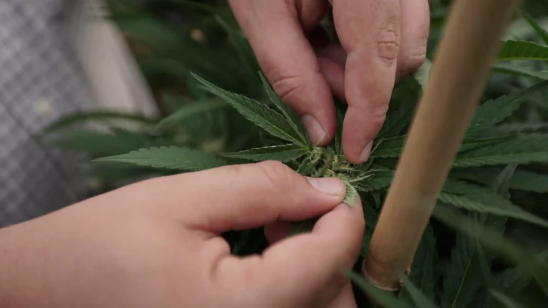 Federal Labor Decision Inspires More Missouri Marijuana Workers To Seek Unionization