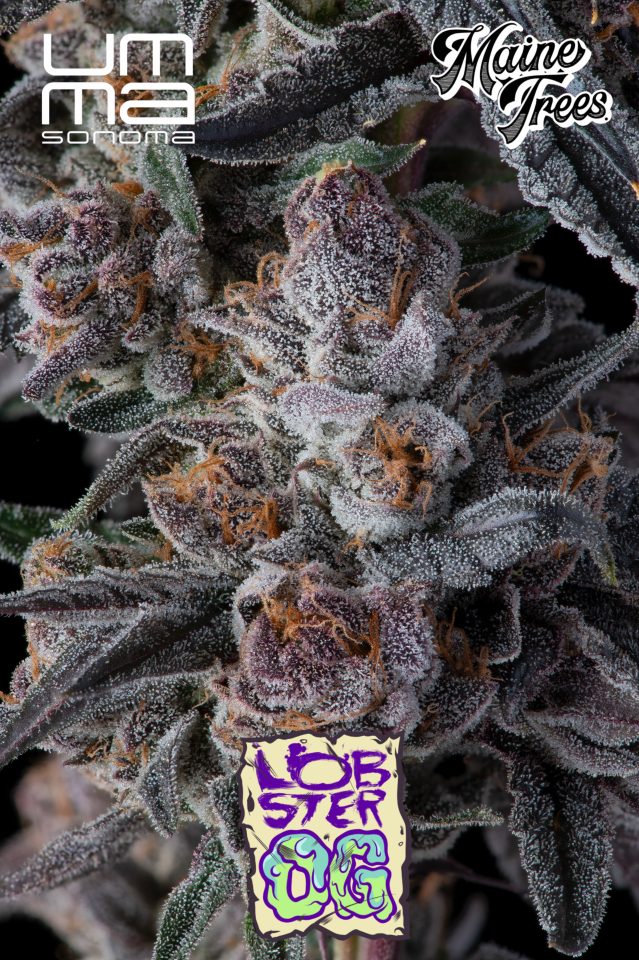 High Times Strains of the Month: June 2026
