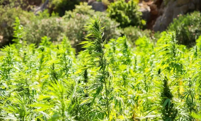 North Carolina Lawmakers Advance Bill To Set A Minimum Age Limit For Hemp And Kratom Products