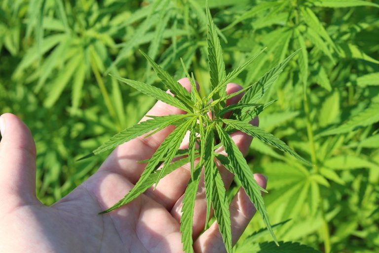 Largest Entertainment Arena In US Partners With Cannabis Businesses To Sell THC Drinks At Concerts And Live Events